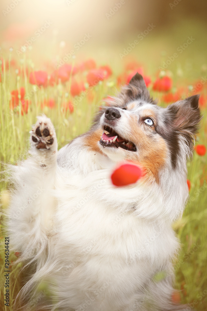 Sheltie winkt