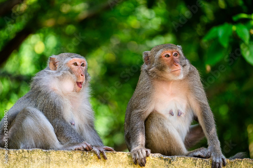 Monkey couple, Monkey island, Cat ba, Vietnam © Luxeyes Photographie