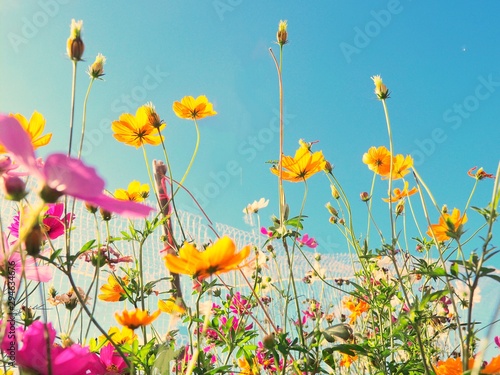 field of poppy flowers © Chalermpong
