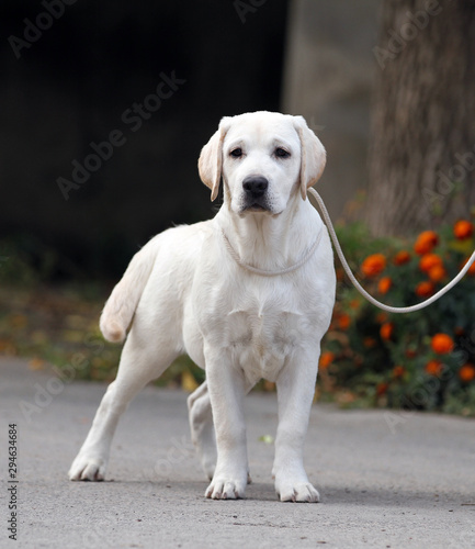 a nice sweet yellow labrador in the park