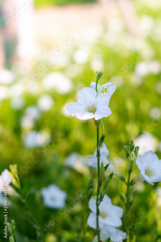 White flowers in the garden with blur background