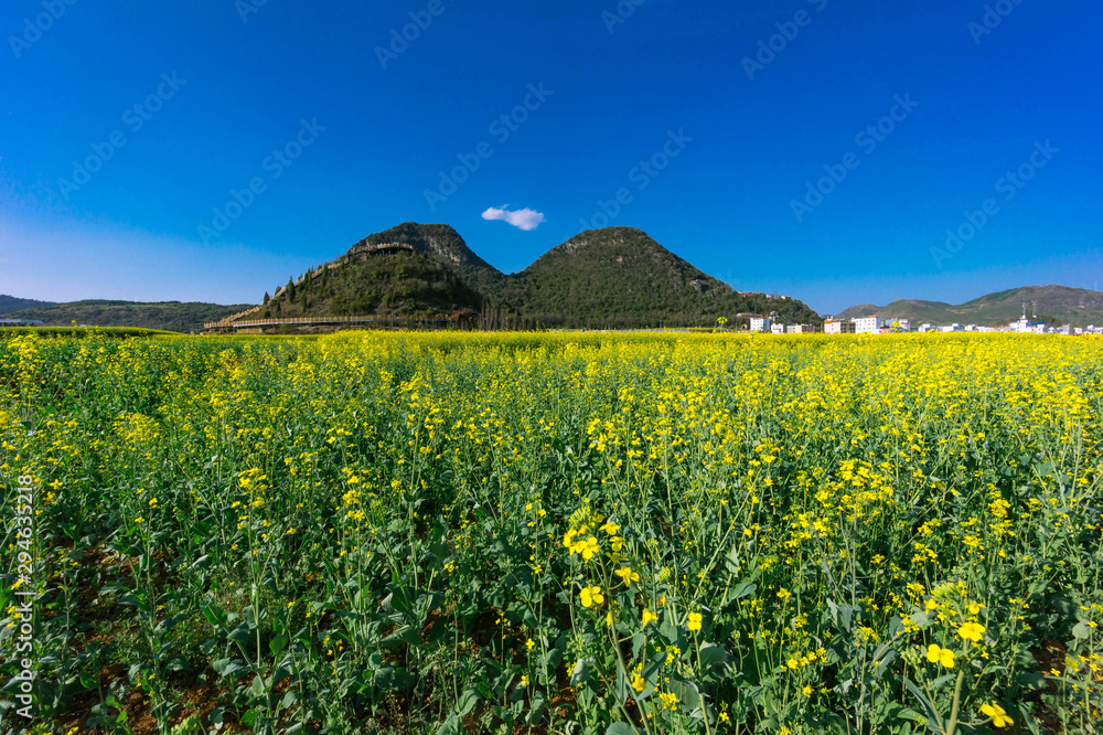 Yellow rapeseed flowers Field with blue sky at Luoping County, China