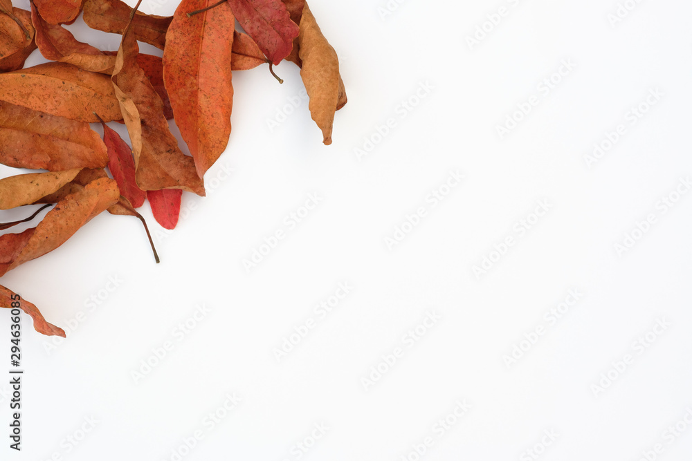 Dry leaves on a white scene,Autumn concept and copy space