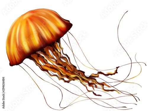 Illustration of orange jellyfish in white background. painted like traditional painting