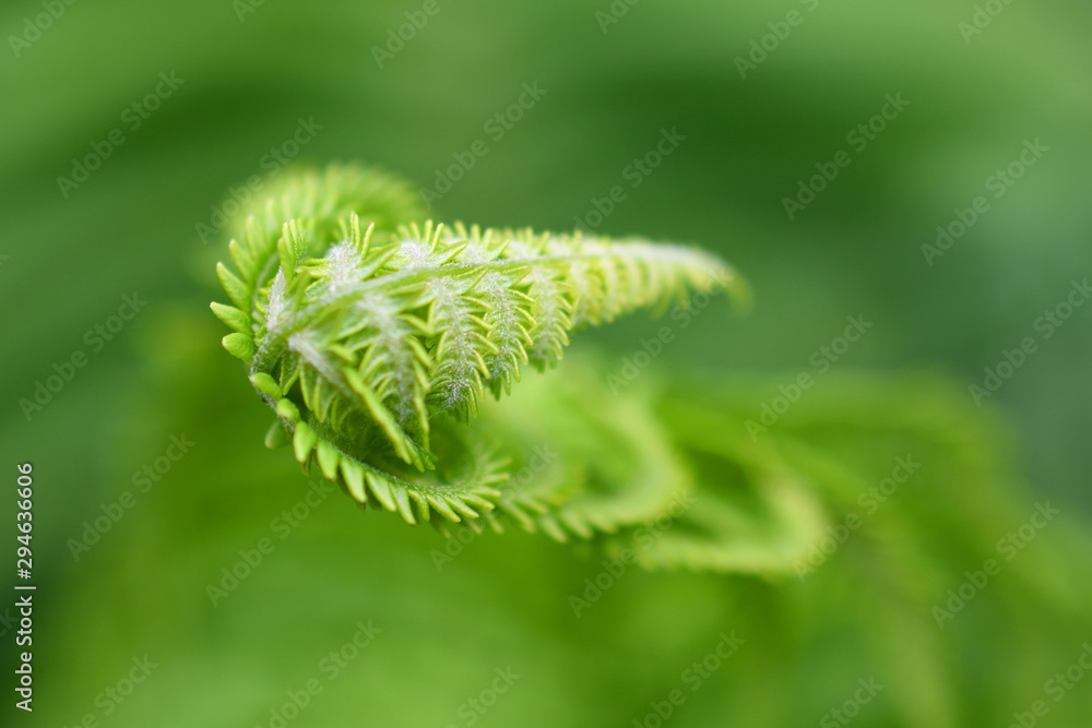The leaf fern closup