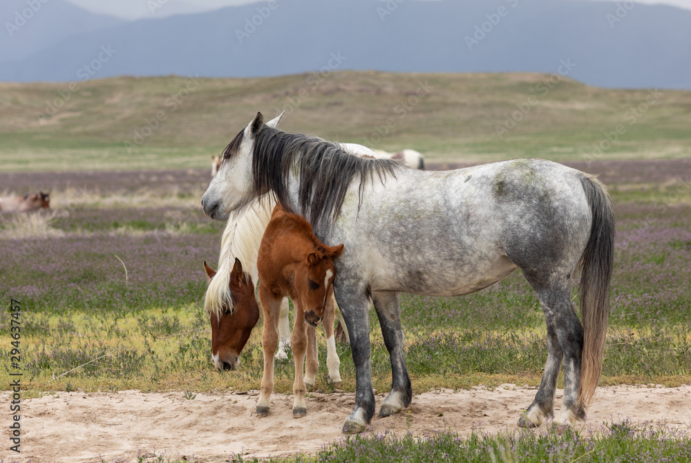 Fototapeta premium Wild Horse Mare and Foal in Spring in the Utah Desert
