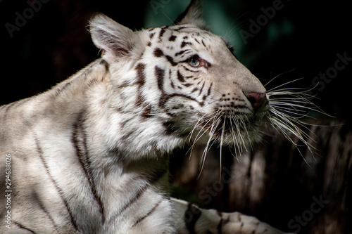 Portrait of a white tiger face