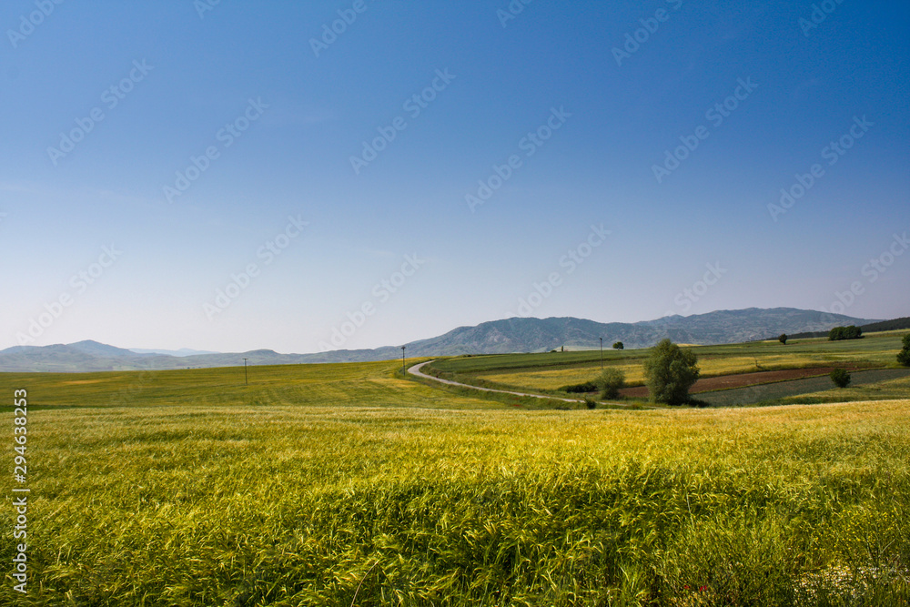 Grain fields in North Macedonia