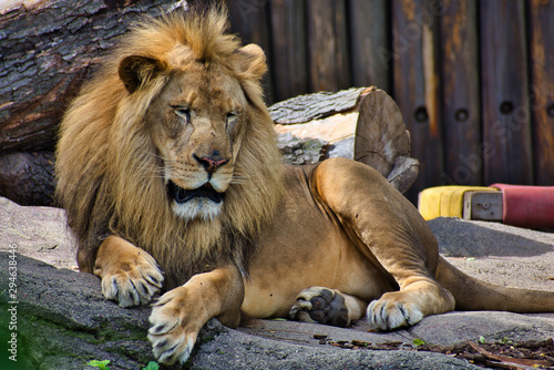 LION or PANTHERA LEO is the king. Resting on his pride rock. Beautiful example of power. Lord of the jungle. leader. isolated and profile portrait