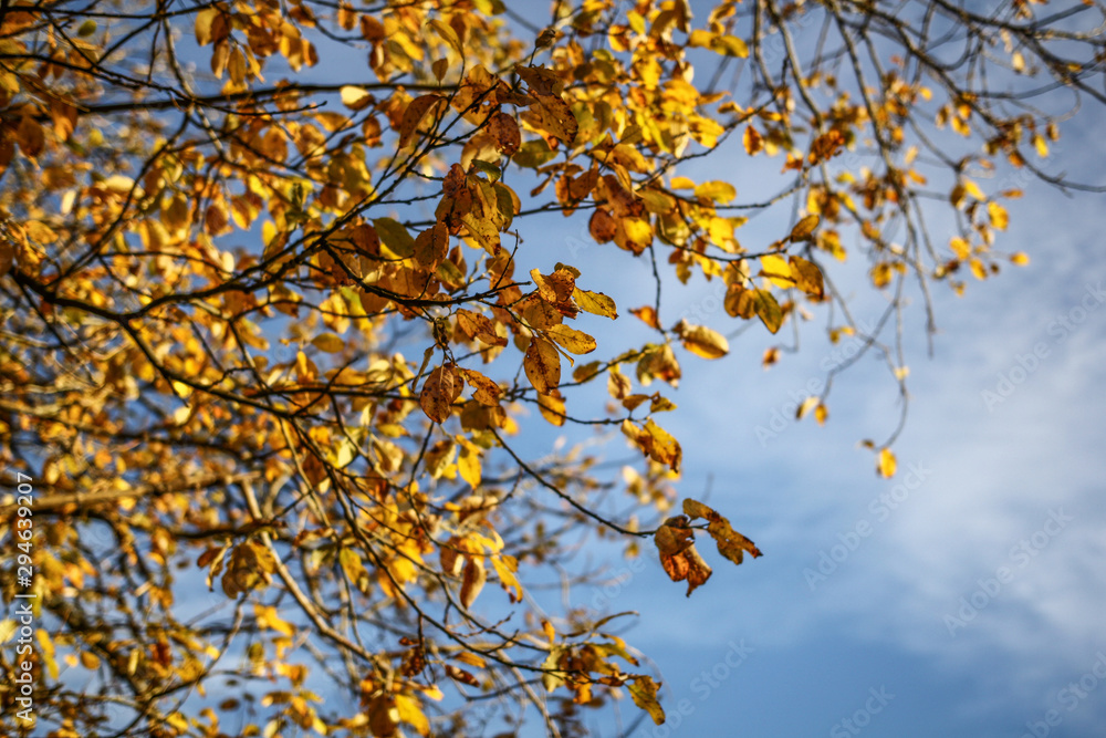 autumn leaves against blue sky autumn leaves against blue sky