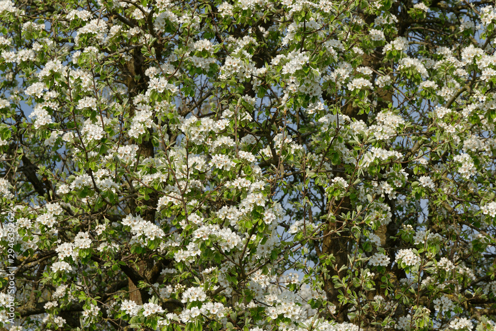 Obstbaum in voller Blüte