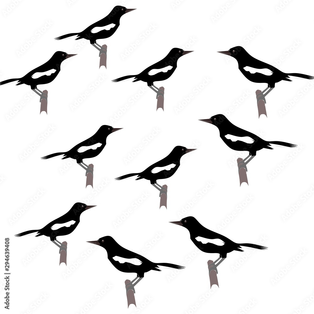 Obraz premium silhouettes of birds
