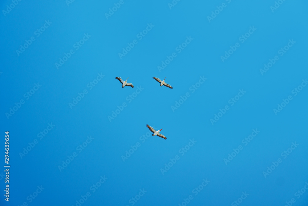 White pelicans, wings spread, flying in a blue sky.