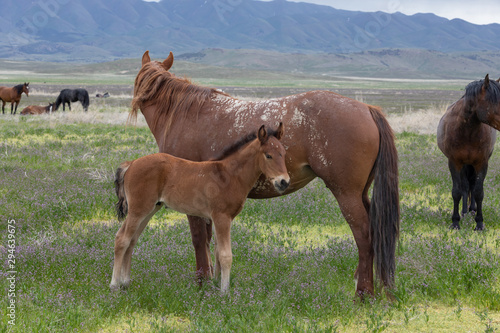 Wild Horse Mare and Foal in Spring in the Utah Desert © natureguy