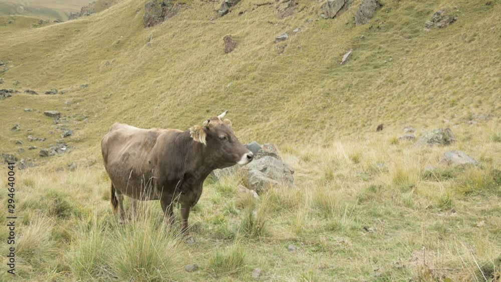 Light brown cow on an autumn pasture in the mountains. Light brown cow on an autumn pasture in the mountains.