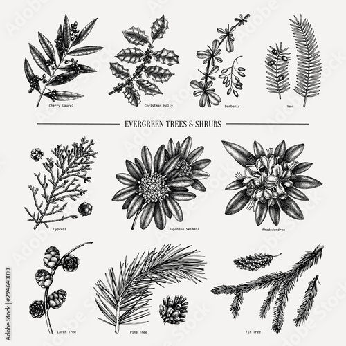 Elegant evergreen plants, conifers trees and winter flowers  collection. Vintage Christmas elements set. Vector botanical illustrations. For winter decoration or greeting cards design.