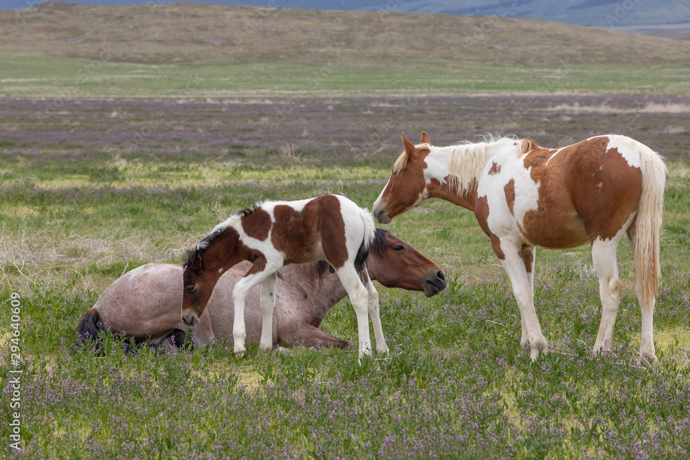 Wild Horse Mare and Foal in Spring in the Utah Desert