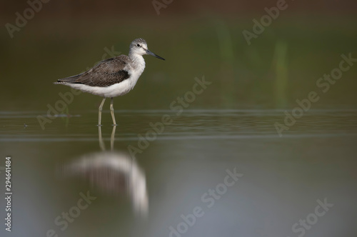Common green Shank with reflection in water