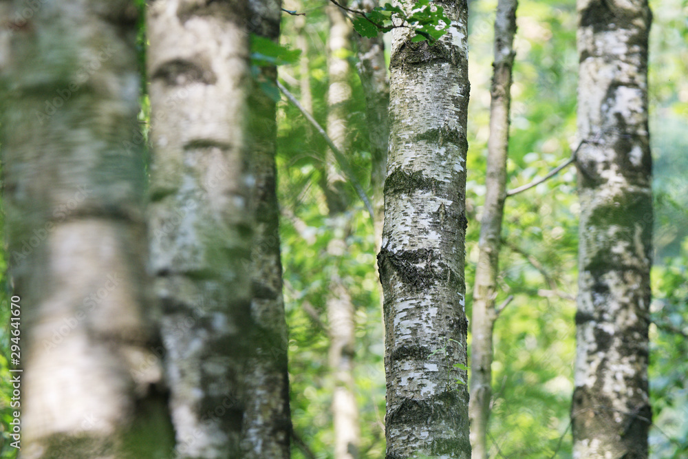 Fototapeta premium Birkenwald