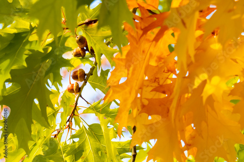 Quercus rubra L., Red Oak in Autumn on the Sky Background