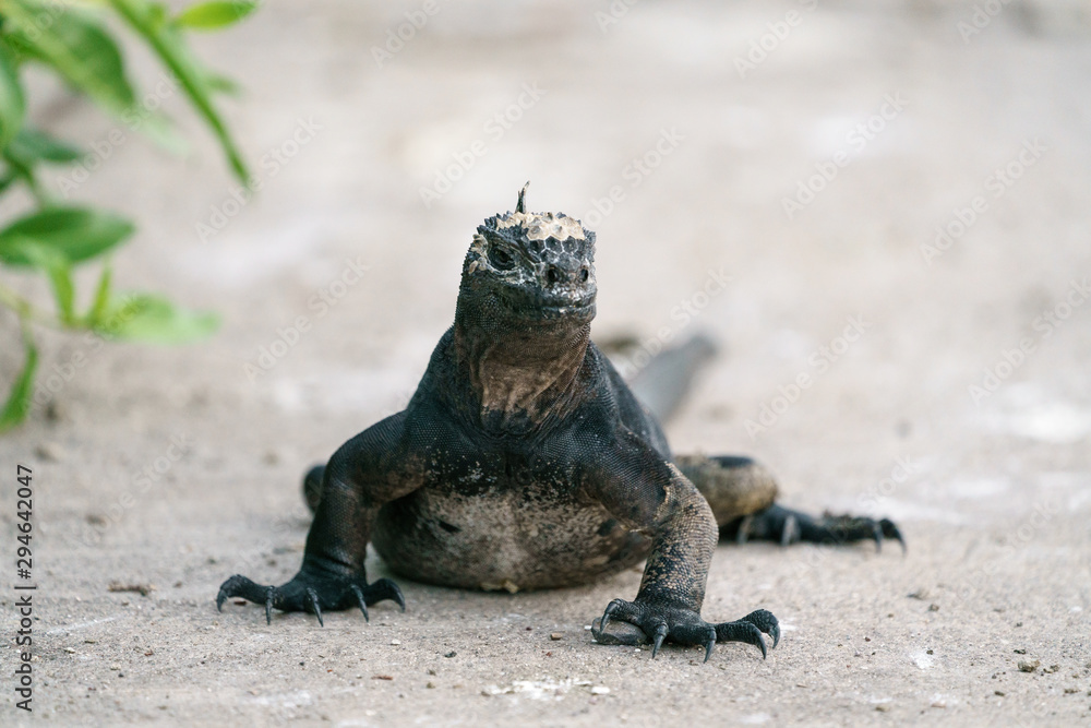 Galapagos Dragon Galapagos Dragon