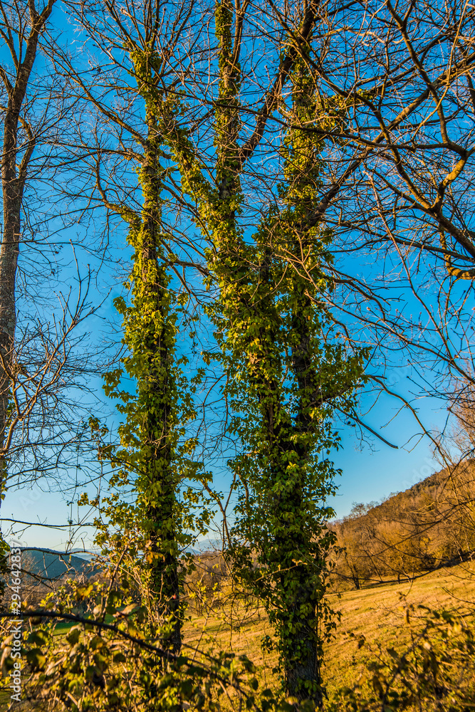 Green forest with trees Green forest with trees
