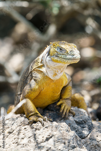 Galapagos Dragon