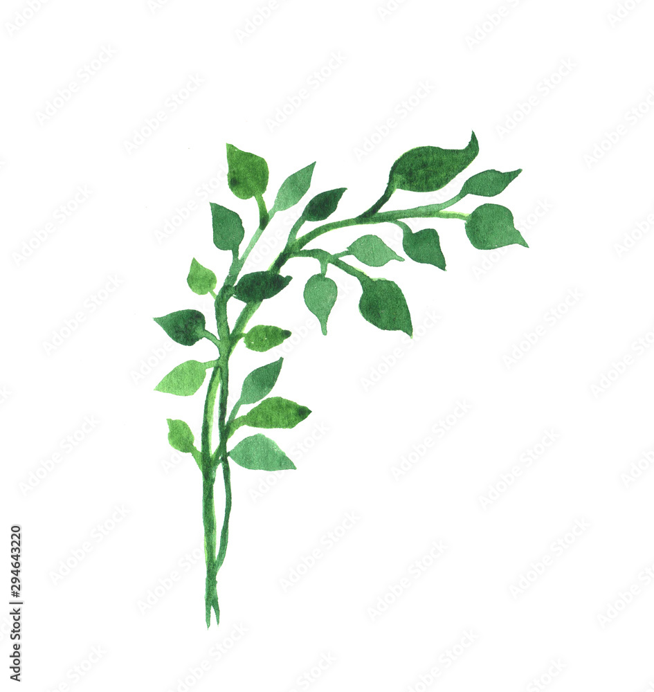 Fototapeta premium Watercolor hand painted element. Green leaf. Nature detail image for design projects.