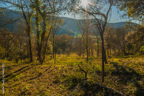 Green nature with blue sky