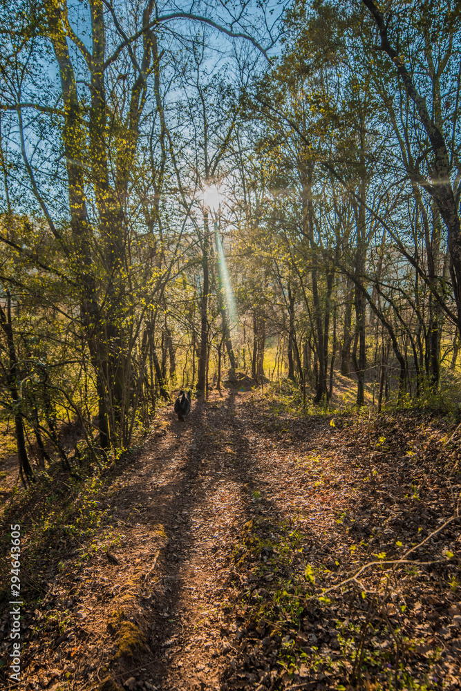 Fototapeta premium Green forest with trees