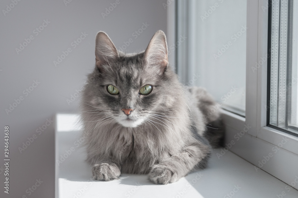 Serious gray cat sitting on windowsill at home