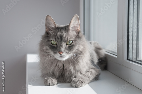 Serious gray cat sitting on windowsill at home © unclepodger
