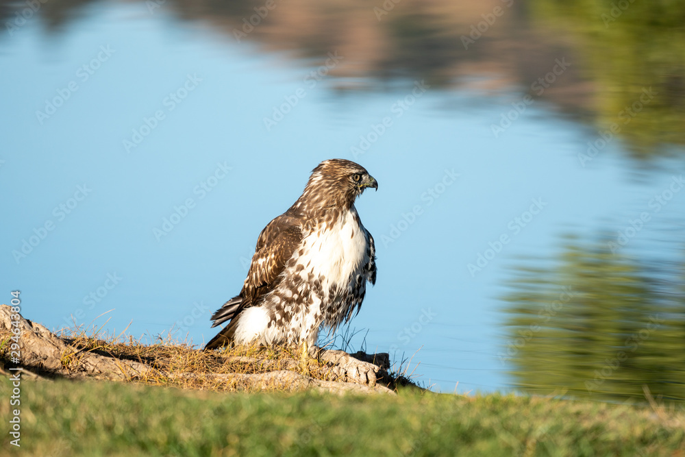 Fototapeta premium Hawk perching