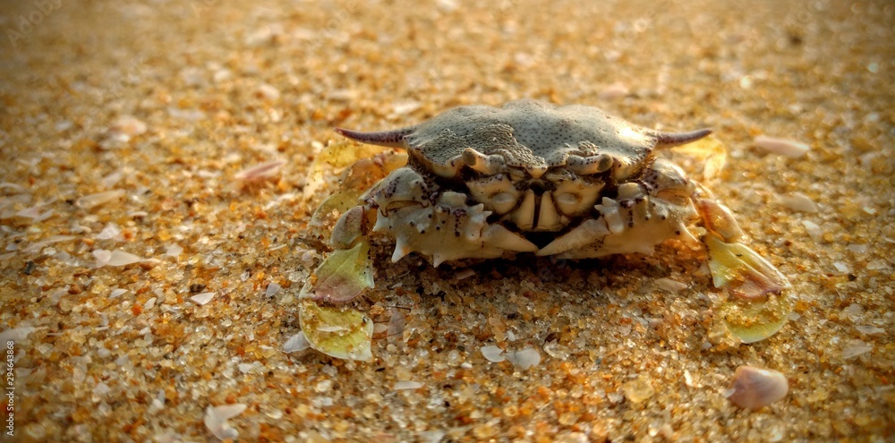 crab on the beach