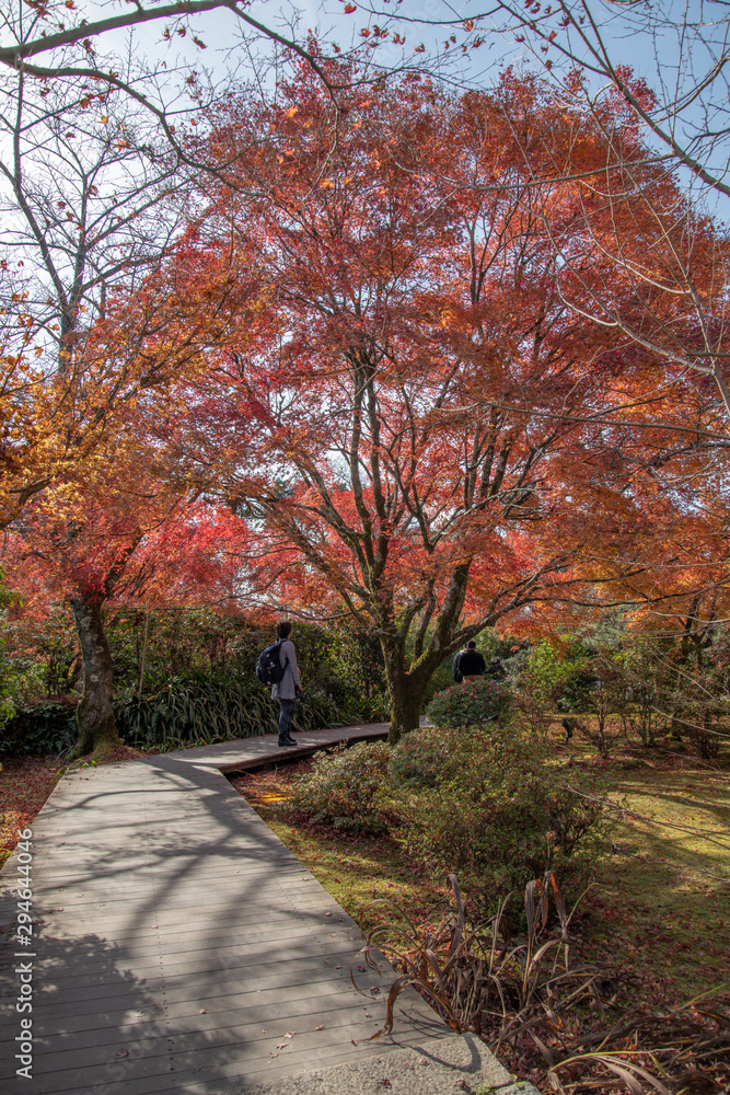 Fototapeta premium 将軍塚青龍殿