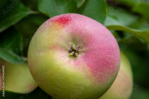 Red Ripe apples on a branch on a background of green foliage. Close-up on a sunny day