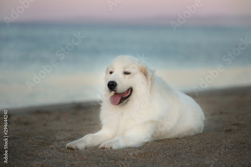 Beautiful, happy and free maremmano abruzzese dog on the beach. Big fluffy white dog at golden sunset in summer © Anastasiia