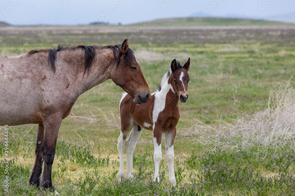 Wild Horse Mare and Foal in Spring in the Utah Desert Wild Horse Mare and Foal in Spring in the Utah Desert