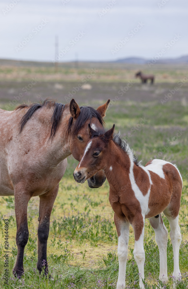 Wild Horse Mare and Foal in Spring in the Utah Desert Wild Horse Mare and Foal in Spring in the Utah Desert