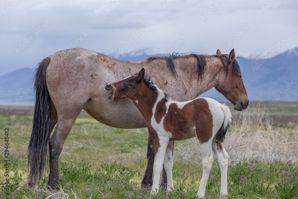 Obraz premium Wild Horse Mare and Foal in Spring in the Utah Desert