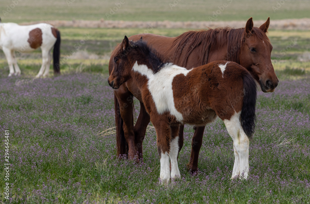 Wild Horse Mare and Foal in Spring in the Utah Desert