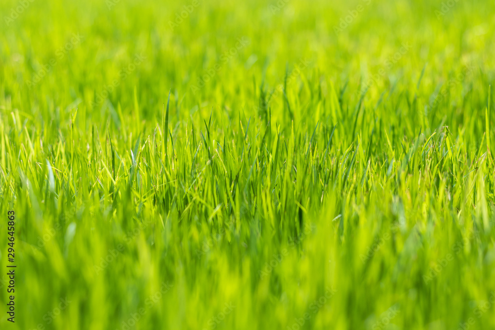 Fototapeta premium Shallow depth of field of green grass background, macro nature wallpaper