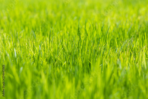 Shallow depth of field of green grass background, macro nature wallpaper