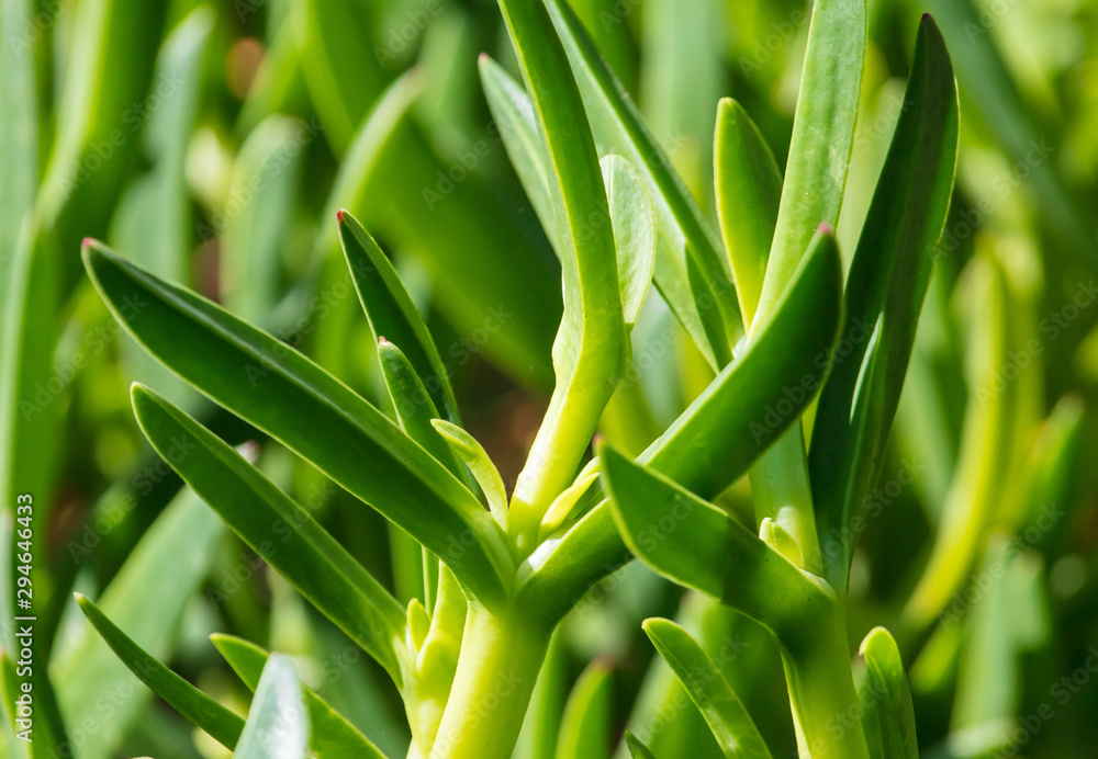 Fototapeta premium Green grassy plant on nature as a background