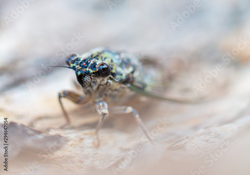 Cicada fly on tree bark © schankz