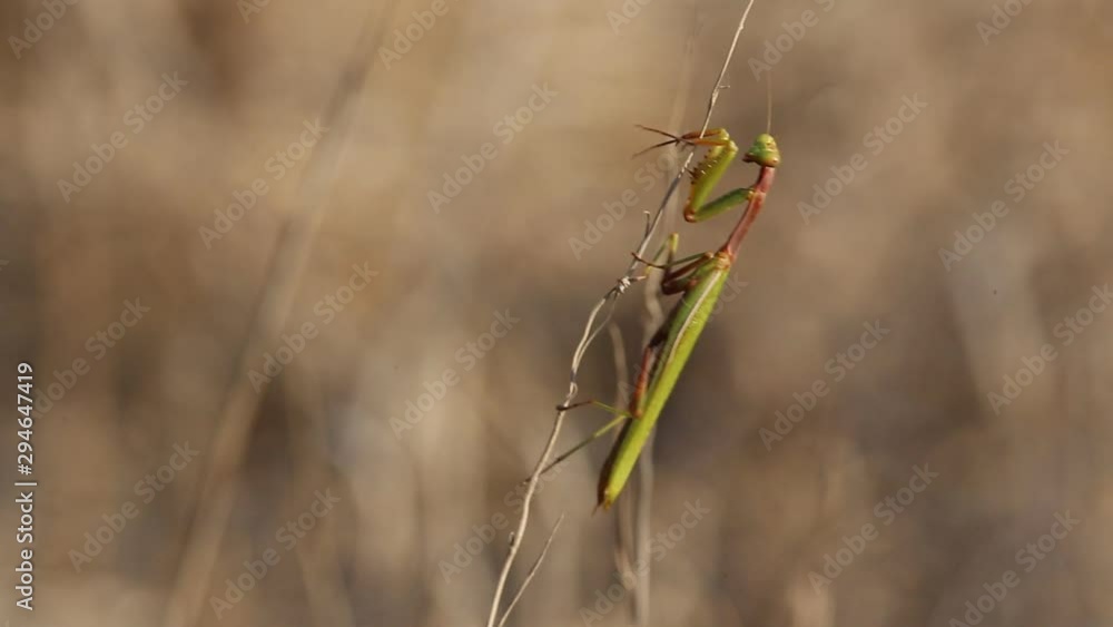 Mantis sits on a dry path and glancing from side to side Mantis sits on a dry path and glancing from side to side