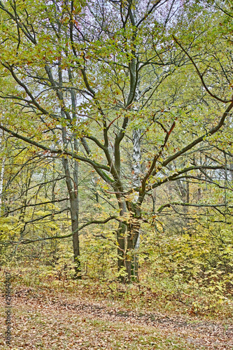 Oak tree in the autumn forest