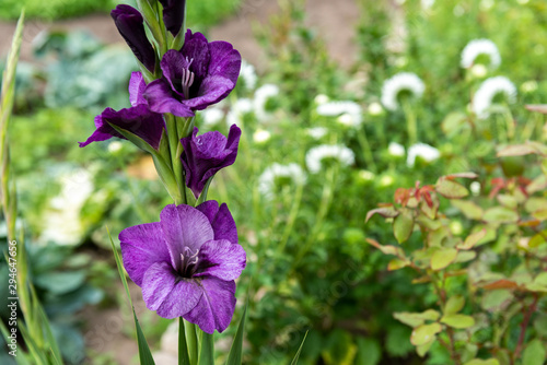 Gladioluses growing in garden. Sword lily.