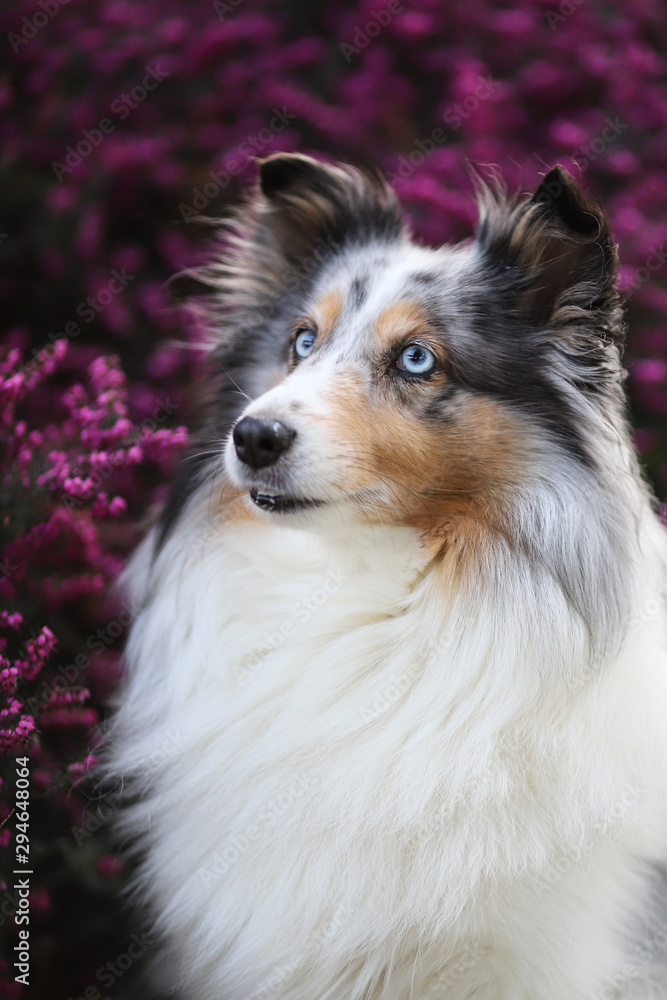 Sheltie