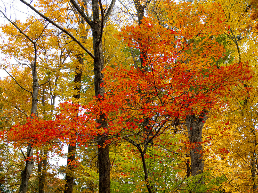 Fototapeta premium colorful trees in the fall